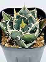 アガベ チタノタ 白鯨 / Agave titanota White Whale アガベ・チタノタ白鯨（覆輪）中-005｜agave titanota white